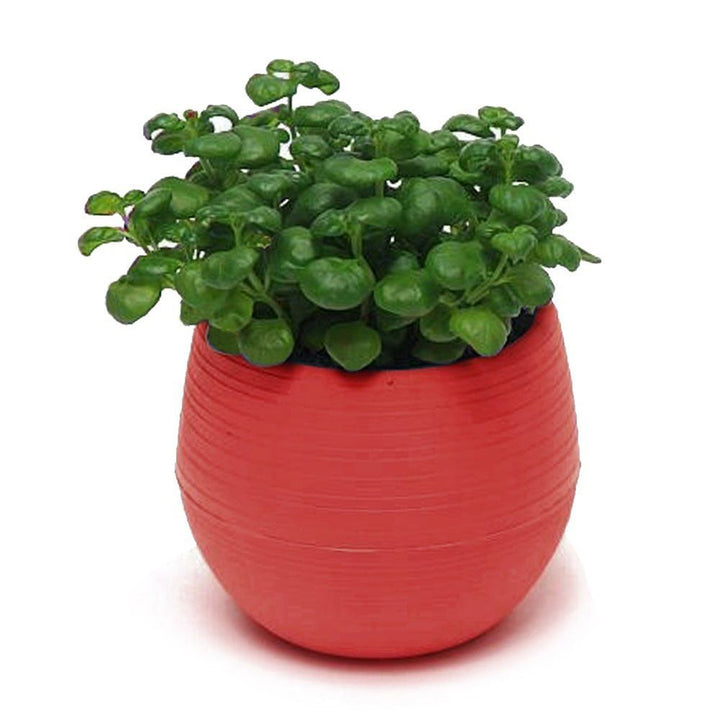 Cute Succulent Plants Flower Pot Saucer Tray Planter Home Desk Garden Decor freeshipping - Etreasurs