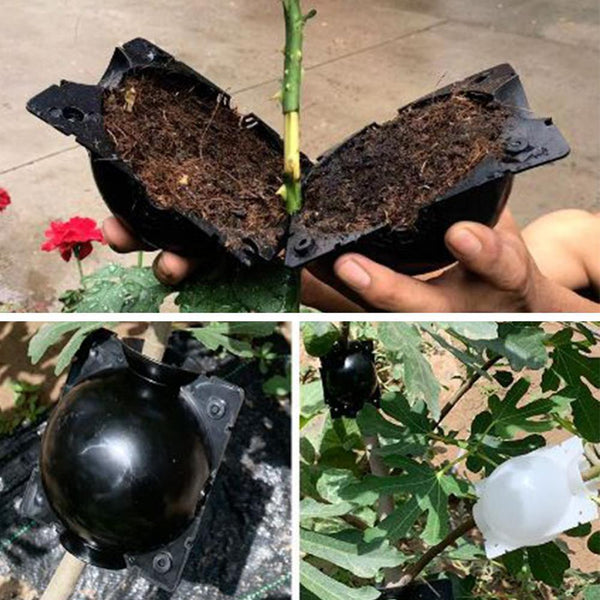 5pcs Plant Rooting Ball Grafting Rooting Growing Box Breeding Case Plant Root Growing Box For Garden 5/8cm In Diameter. freeshipping - Etreasurs